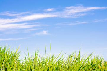 Obraz premium fresh grass on and blue sky. landscape. beautiful view. nature, environment. background for design. selective focus