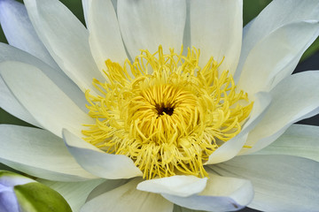 lotus bloom. close up pollen