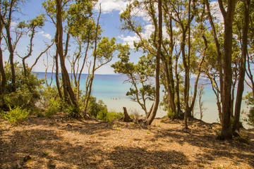 image of the sea through the pine forest in Cala Violina in the Tuscan Maremma