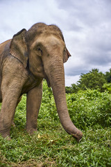 elephant play with grass