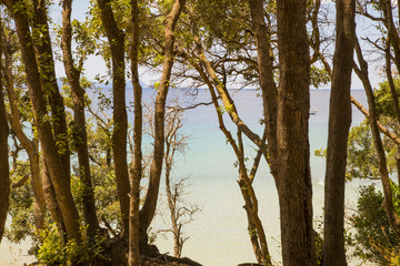 Fototapeta premium image of the sea through the pine forest in Cala Violina in the Tuscan Maremma