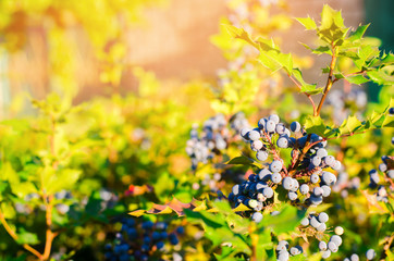blue berries Mahonia aquifolium (Oregon-grape or Oregon grape) and bush is a species of flowering plant in the family Berberidaceae, native to western North America. natural wallpaper. close-up