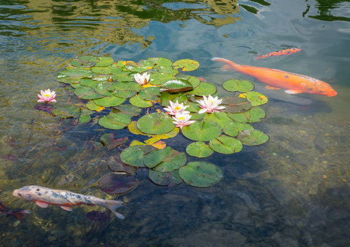 group of ornamental karpa koi fishes and water lilies in the park. Water Lilies. (Nymphaeaceae)