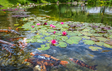 group of ornamental karpa koi fishes and water lilies in the park. Water Lilies. (Nymphaeaceae)