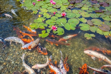 group of ornamental karpa koi fishes and water lilies in the park. Water Lilies. (Nymphaeaceae)