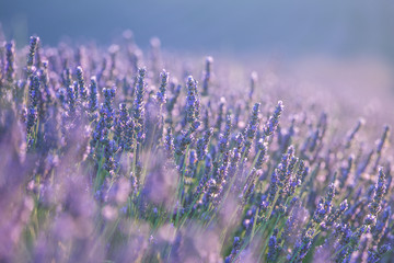 Beautiful lavender flowers in bloom. 