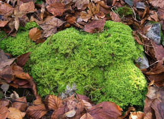 Moos; Weiches Kammoos; moss; Ctenidium molluscum;