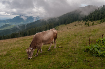 Fototapeta na wymiar Cow grazes on the mountain valleys