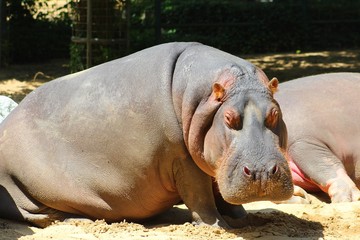 hippopotames dans leur parc au zoo