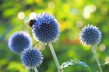 Bumblebee pollinating blue spherical flower head of Echinops commonly known as globe thistles. - Powered by Adobe