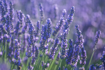 Beautiful lavender flowers in bloom. 