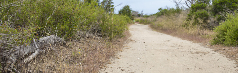 landscape image of a path in the Maremma national park in Tuscany Italy