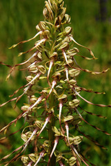 Bocksriemenzunge; Himantoglossum hircinum; Lizard orchid;