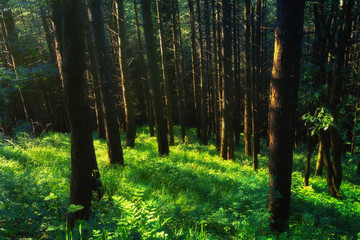 Fototapeta na wymiar beautiful sunny forest