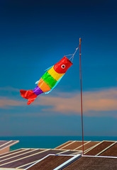 Colorful wind fish on a beach in Belgium 