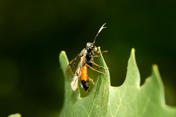 the wasp rider after the rain