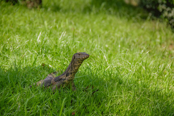 Lizard walk in the green field background