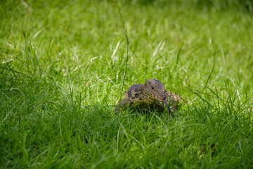 Lizard walk in the green field background