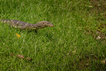 Lizard walk in the green field background