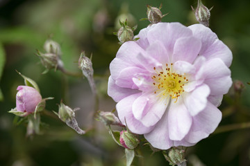 Dog Rose