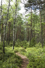 Fototapeta na wymiar A path in the summer forest