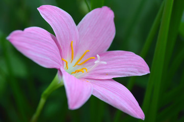 Pink rain lily, Zephyranthes sp., Central of Thailand
