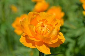Trollius asiaticus