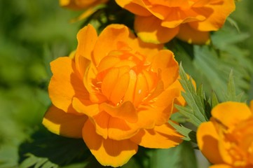 Trollius asiaticus