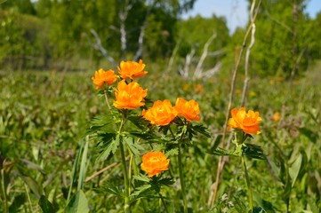 Trollius asiaticus