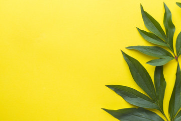 Green leaves on yellow background. Summer concept. Flat position, top view, copy space