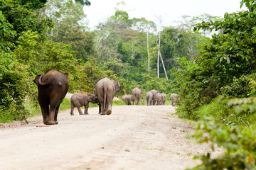 Fototapeta na wymiar Pygmy Elephants, Kinabatangan, Borneo, Malaysia