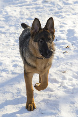 German shepherd in the winter park