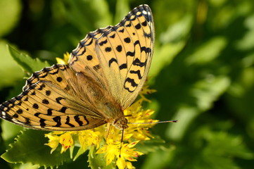 mother-of-pearl large forest on a flower