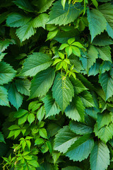 Background of green leaves of wild grapes