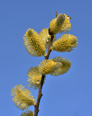 Salweide; Salix caprea; goat willow; pussy willow;