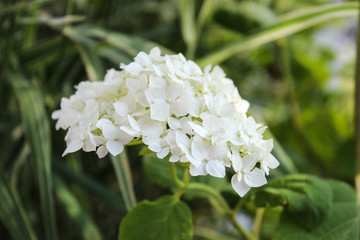 hydrangea Bud close-up