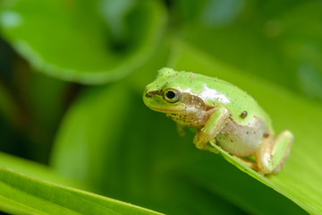 ニホンアマガエル