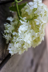 hydrangea Bud close-up