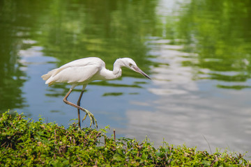 White bird is looking for food