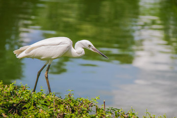 White bird is looking for food