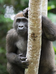 Gorilla in Gabon Endangered eastern gorilla in the beauty of african jungle (Gorilla gorilla)