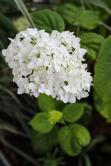 hydrangea Bud close-up
