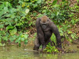 Gorilla in Gabon Endangered eastern gorilla in the beauty of african jungle (Gorilla gorilla)