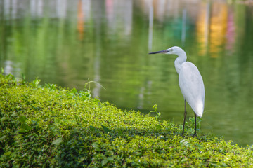 White bird is looking for food
