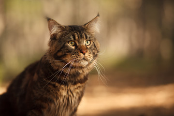 cute Maine Coon cat in the forest for a walk