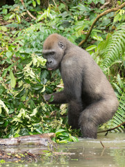 Naklejka premium Gorilla in Gabon Endangered eastern gorilla in the beauty of african jungle (Gorilla gorilla)