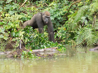 Gorilla in Gabon Endangered eastern gorilla in the beauty of african jungle (Gorilla gorilla)