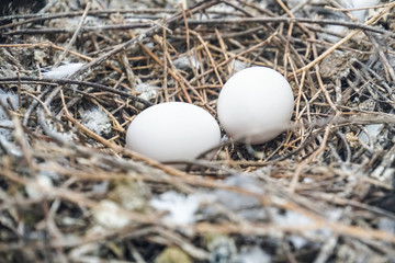 bird nest white pigeon dove eggs lay on the nest