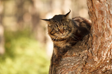 beautiful Maine Coon cat in the forest on a tree