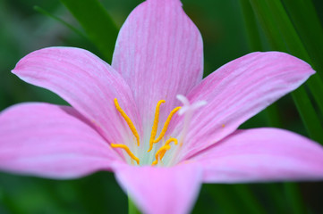 Fototapeta na wymiar Pink rain lily, Zephyranthes sp., Central of Thailand